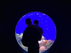 -江和美海洋公园