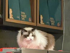 -咖法森林·咖啡  酒吧(天河店)