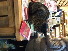 猫的天空之城概念书店(西塘古镇店)-猫的天空之城概念书店(西塘古镇店)