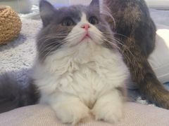 -momokira米努特·德文卷毛猫·棉花面纱犬