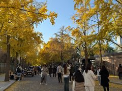 -三里屯东五街银杏大道