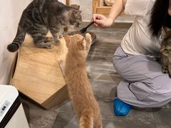 -楼上猫咖(罗湖店)