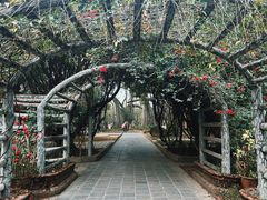 -瑞丽独树成林风景区