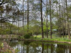 -上海共青森林公园