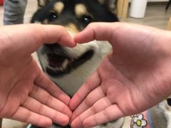 -柴迷FANS CLUB·柴犬狗咖·猫咖