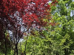 -铁山坪森林公园