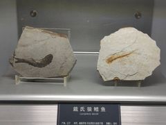 -中国地质大学逸夫博物馆