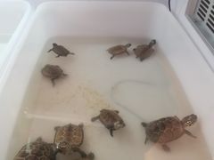 -灵龟之家百象馆(百象馆联合旗舰店)