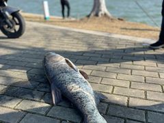 -阳澄湖半岛旅游度假区