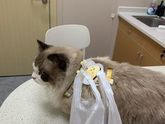 -安安宠医·臻爱宠物医院·宠保定点(营门口路分院)