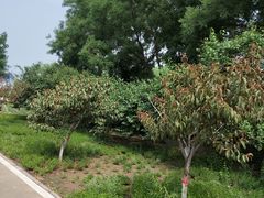 -石家庄市植物园