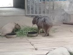 -石家庄市动物园