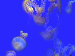 -上海海洋水族馆