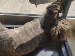 -pd派德宠物中心医院24H急重症·眼科中心·血液透析中心(嵩山北路店)