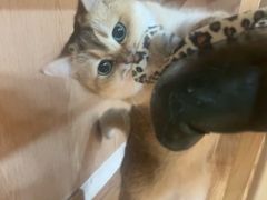 -MOCHA明星猫咖(田子坊店)