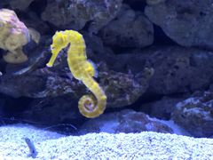 -迪拜水族馆及水下动物园
