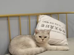 -BABIT巴比特宠物(MOMOPARK店)