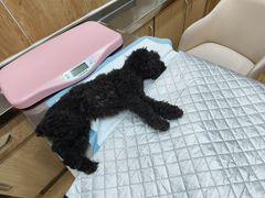 -瑞派名望24h动物医院异宠专科·猫专科·骨科·重症监护分院
