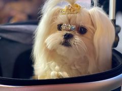 -邓莽子老火锅(鲁祖庙店)