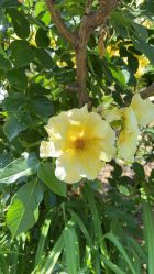 -芙蓉花月子会所(朝阳区店)