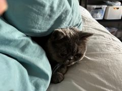 -猫大福·Fortune Cat猫舍(百子湾店)
