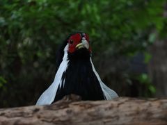 -大连老虎滩海洋公园