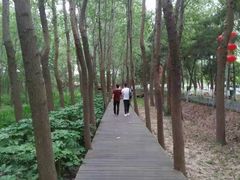 -合肥滨湖国家森林公园