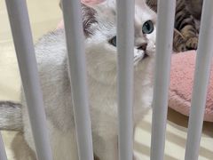 -三花喵·撸猫购宠·宠物生活馆(虹桥南丰城店)