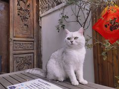 -喵屿·大理花园猫咖