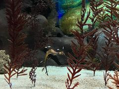 -上海海洋水族馆