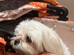 -普朗姆生蚝牛排馆 The Plump Oyster(成都摩方购物中心店)