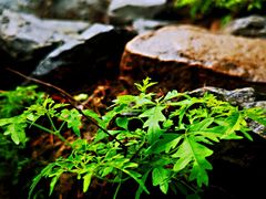 -阳台山自然风景区