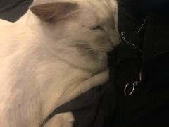 -猫小院猫主题餐厅(三里屯店)