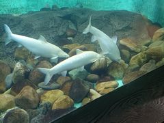 -太平洋海底世界