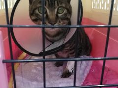 -伟伟宠物医院·CT影像中心·瑞派犬猫综合性门诊(汉口总院)