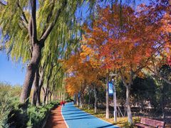 -大兴滨河森林公园