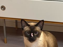 -亦家cake·0卡糖