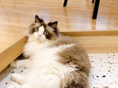 -滚猫咖啡·猫咖·猫友好撸猫(未来城店)