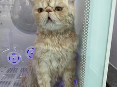 -爱洗澡的猫(望京店)