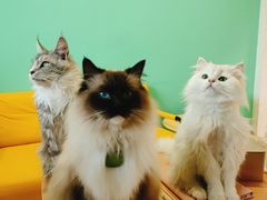 -猫在这儿猫咪咖啡馆·撸猫馆