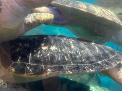 -海合安武汉极地海洋公园