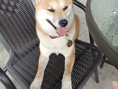 -柴犬高等学院·狗咖·柴犬售卖·宠物训练