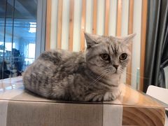-MOYOYO猫咪咖啡店