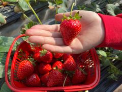 -甜心庄园·甜心草莓采摘园(西青中北店)