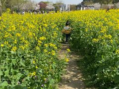 -苏州上方山国家森林公园