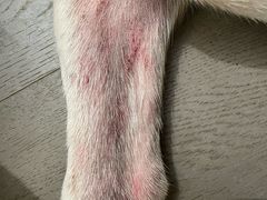 -瑞派申生动物医院·24H夜诊·国际动物医疗中心·骨外科(吴中路店)