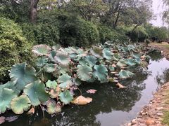-八大山人梅湖景区
