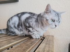 -猫友咖啡店(玉林西路店)