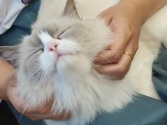 -有喵·猫咖·狗咖·30几只猫10只小狗(岗厦店)
