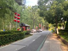 -合肥滨湖国家森林公园